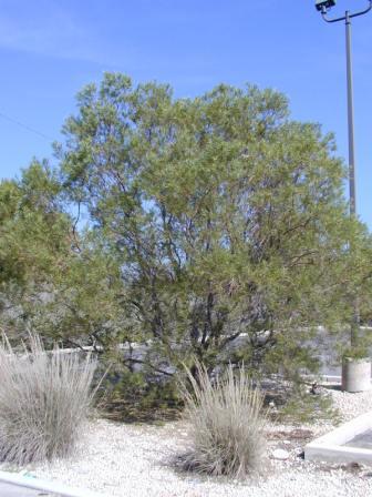 willow tree