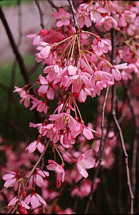 Cherry Blossoms