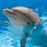 dolphin