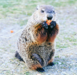 groundhog