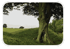 oak tree